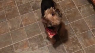 Dog refuses to go in kennel until she receives treat