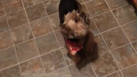 Dog refuses to go in kennel until she receives treat