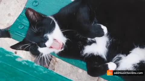 Cat yawning