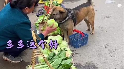 High IQ dog helps owner to buy groceries