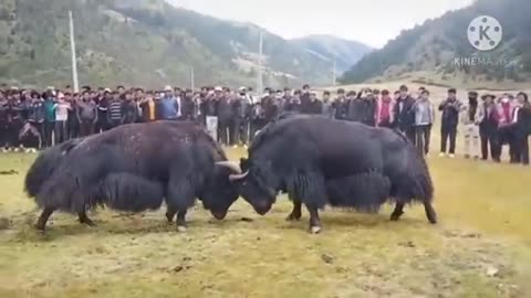 Best Yak fighting compilation