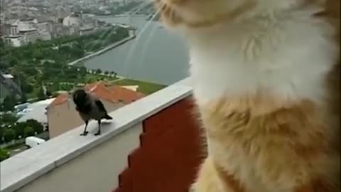 Crazy Cat and Crow Talking