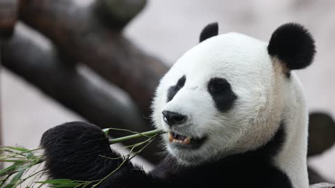 cute panda playing