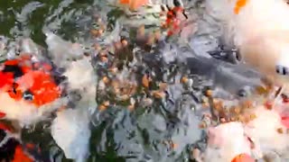 feed beautiful and aggressive ornamental fish part 1