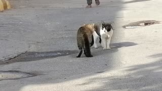 Cats meeting