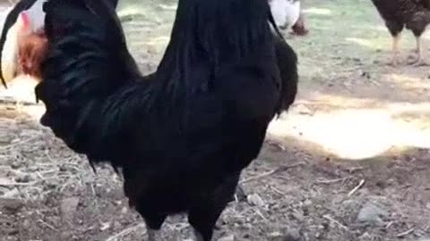 FUNNY ROOSTER SOUNDS MANY DIFFERENT, SHORT VIDEO