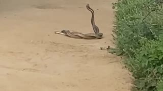 Snake Romance 🥰