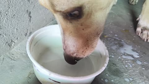 Alax eating milk slow motion