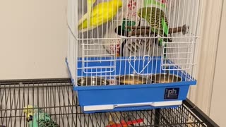 Rescued Parakeets First Day at Aviary