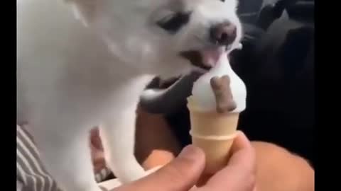 new cute dog eating icecream video