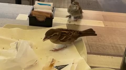 Bird Feeds Its Baby at Dining Table