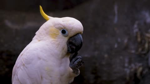 Cockatoo birds