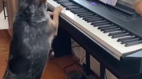 Cute dog plays keyboard