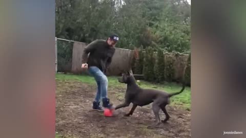 Cute Dog Can't Stop Hugging Their Human - Cute Animal Show Love