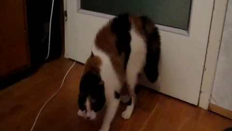 Jolán cica fél a cicás mamusztól