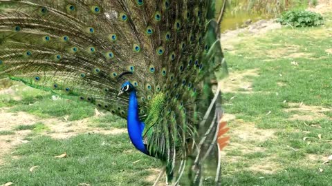 Most beautiful peacock different colors.