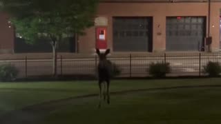 Moose on the loose in Maine