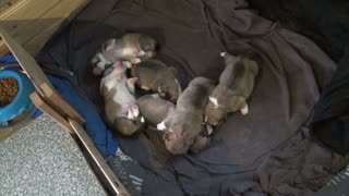 Willow's Litter 6 Days Old
