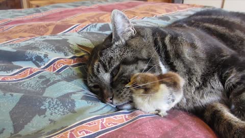 Cat and baby chick cuddle together