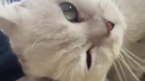 Funny cat