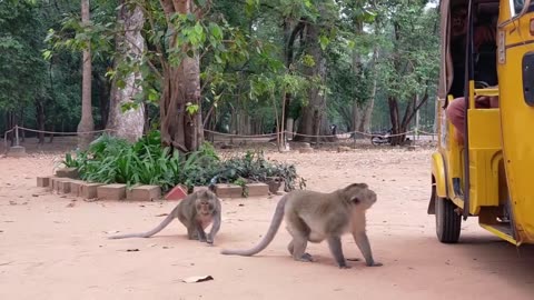 Monkey and tiger prank video, 😂