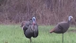 He Sees The Decoy! #turkeyseason #turkey #hunting #hevishot #decoy #huntinguniversity