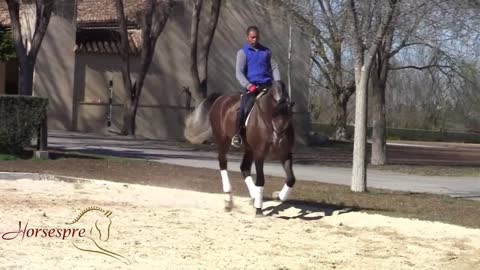 Andalusian & Lusitano Horses