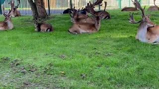 Deer Hang Out at Harold Hill