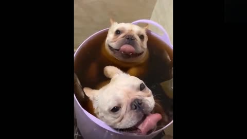 TIK TOKS THAT MAKE YOU GO AAWWW 😀 Funny Pets of TikTok Compilation