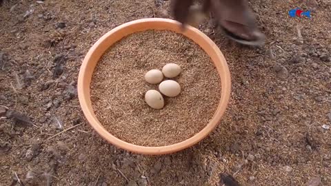 Amazing BORN "MURGI" Hatching Eggs in chaff to Chicks Born - Crazy Hen Harvesting Eggs to chiicks-5