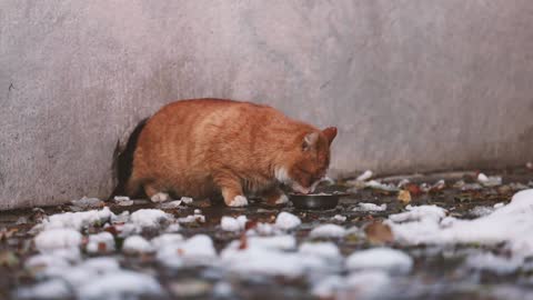 The orange cat seems to dislike her food