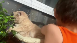 Why are cats so gentle with children 🥰