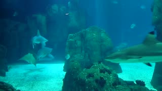 Large Tank at the Lisbon Oceanarium