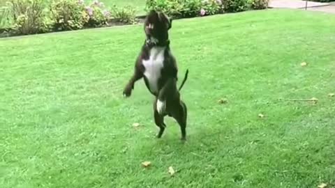 Dogs That Fly - American Pit Bull Terriers Show Their Jumping Agility #Shorts