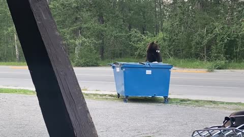 Bear Opens Blue Lunchbox