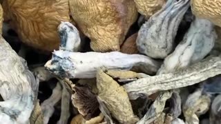 JEDI MIND FUCK, SHROOMS https://t.me/jwh3mmc 🥦Buds Available🥦 🥦