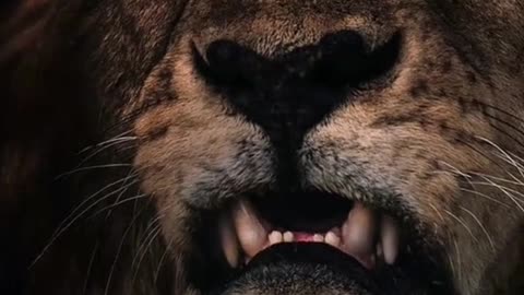 Animal world Lion Male lion