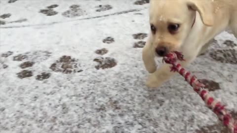 Cute Puppy Running Through The Snow