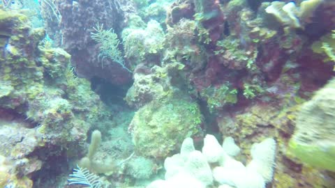 Spiney Lobsters, Deep Seaquest, West Bay, Bay Islands, Honduras