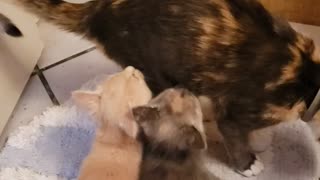 Kitties playing with big sisters