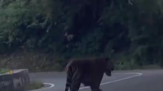 Tiger in highway