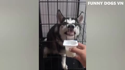 Funniest Animal Video 2023, Funniest Cat & Dogs How Dogs React When