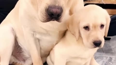 "Unbreakable Motherly Love: Dog Protects Her Mischievous Puppy 🐶❤️"