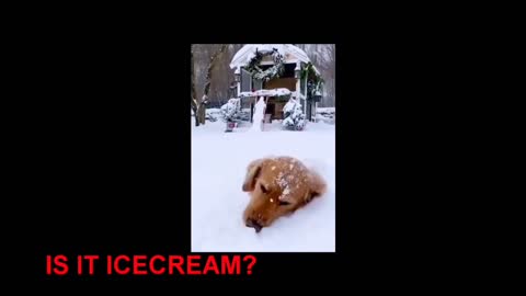Funny & Cute puppy video 2