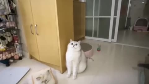 funny and cute cats