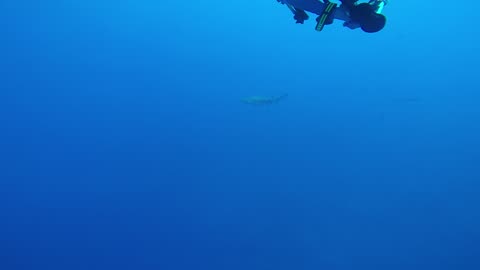 Bull Sharks looking for a Red Snapper Meal