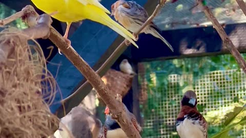 Yellow Canary Bird Singing in finch bird aviary
