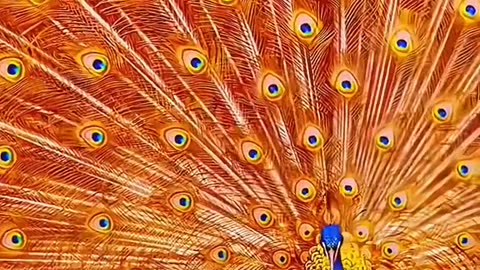 "The Majestic Peacock: A Phoenix of Colors"