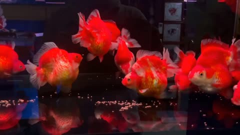 Wow super beautiful goldfish in tank-9