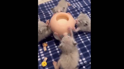 Cute Kittens